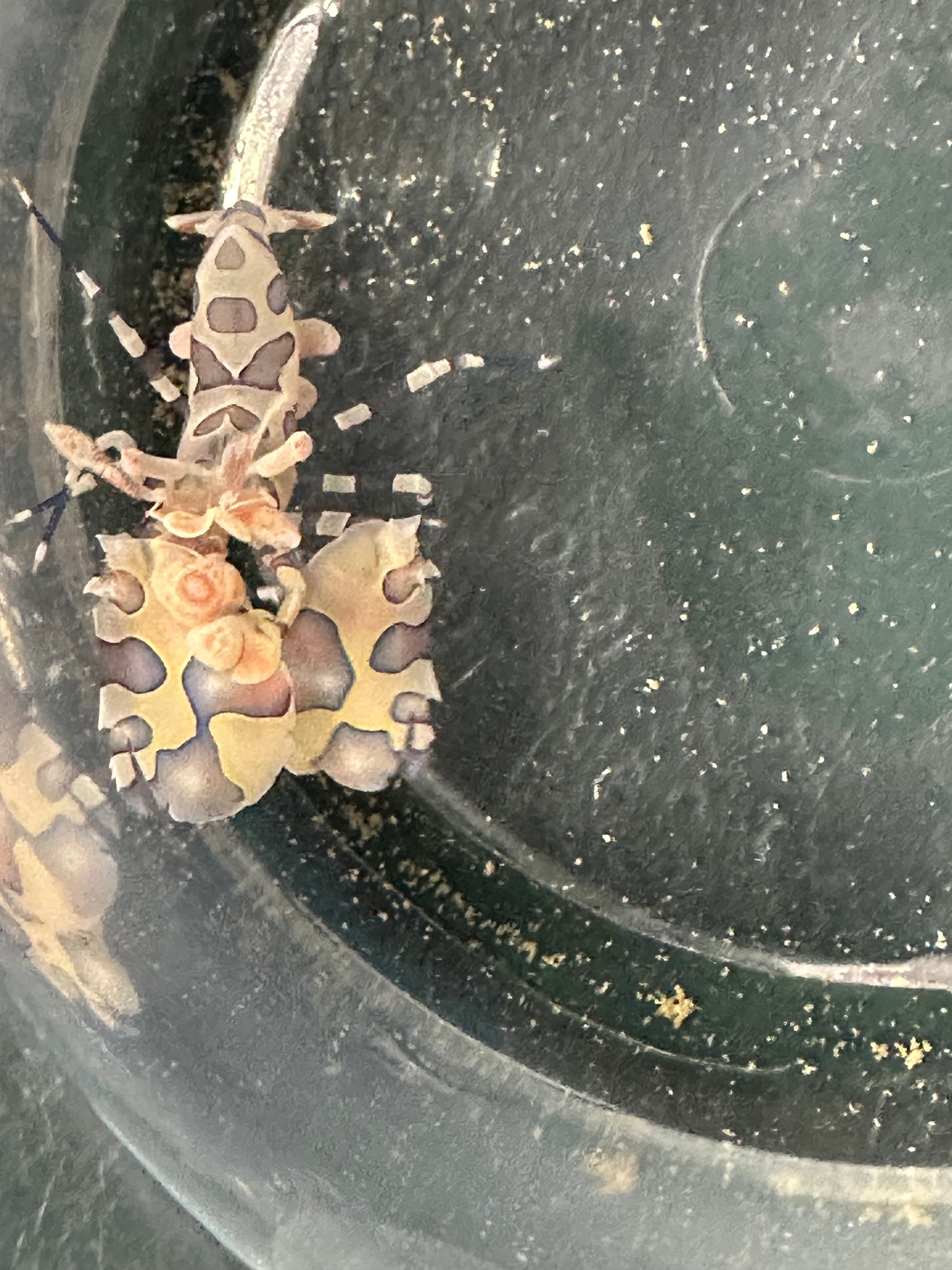 Harlequin Shrimp