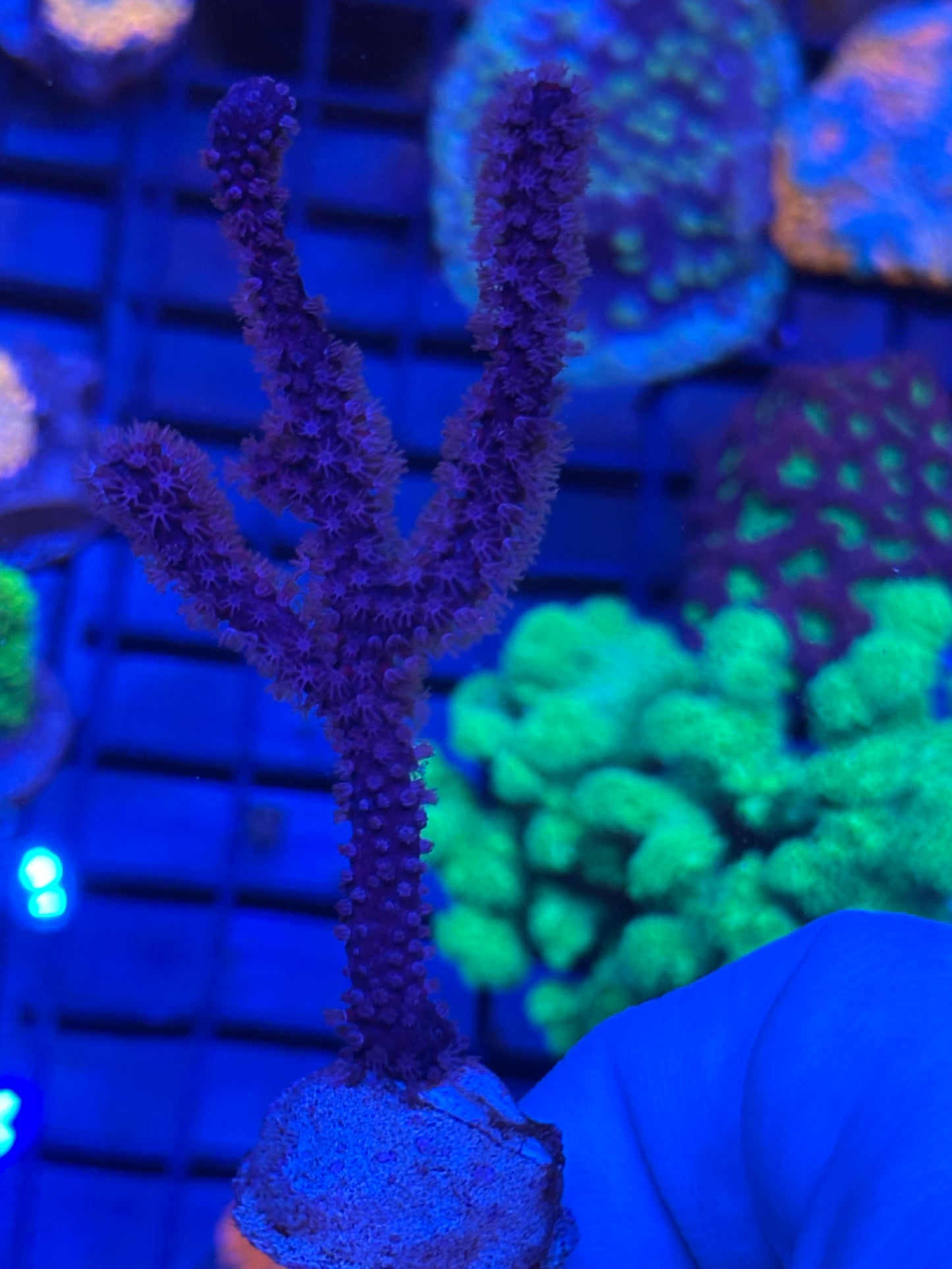 Black Candelabra Gorgonia