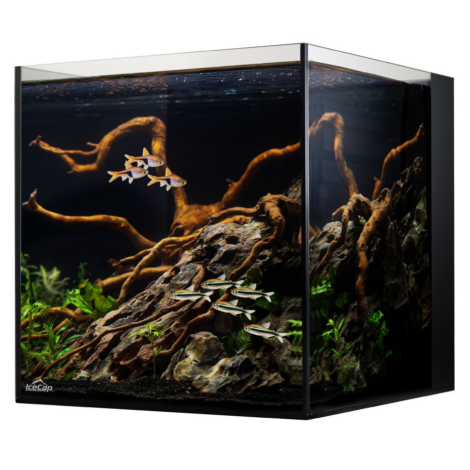 IceCap 20 Gallon Cube AIO Rimless Glass Aquarium