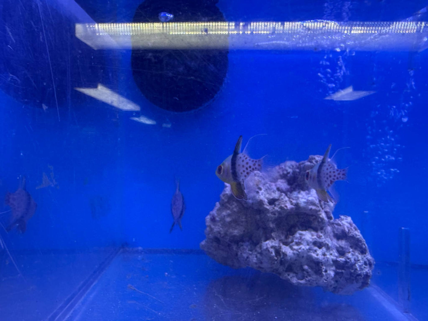 Cardinalfish, Pajama