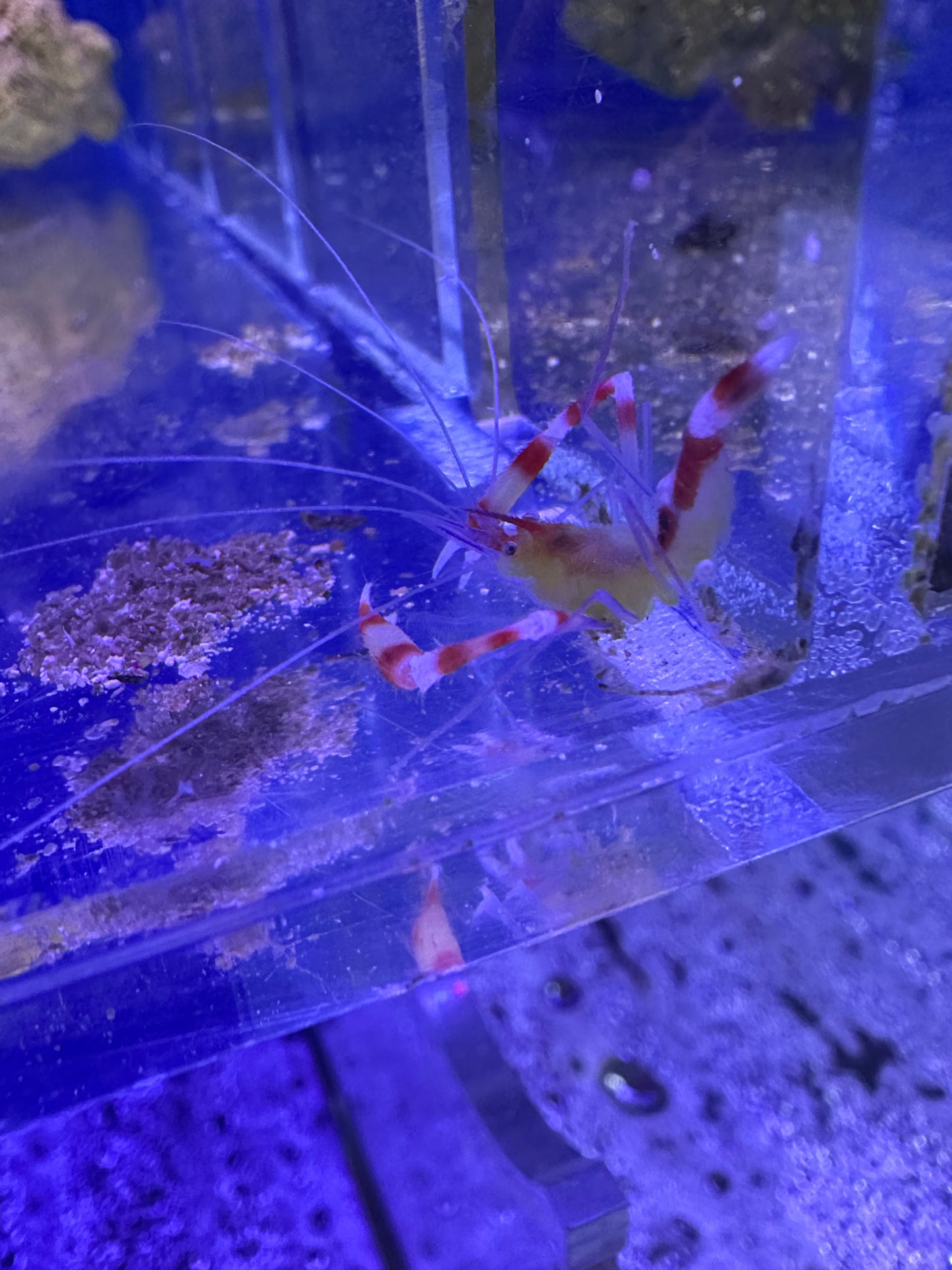 Shrimp, Gold Coral Banded