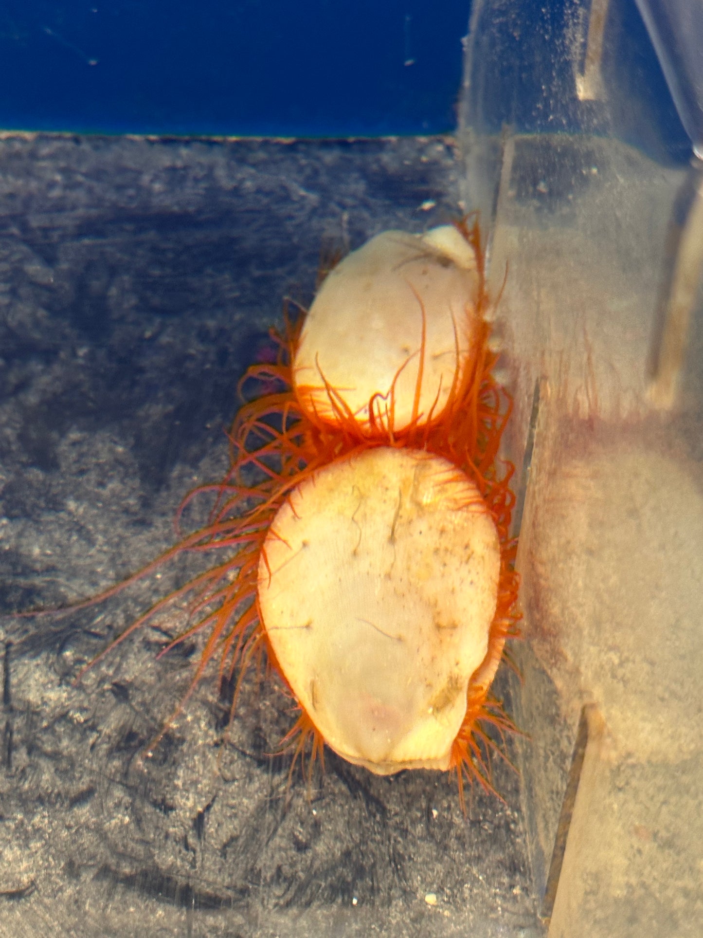 Scallop, Electric Flame
