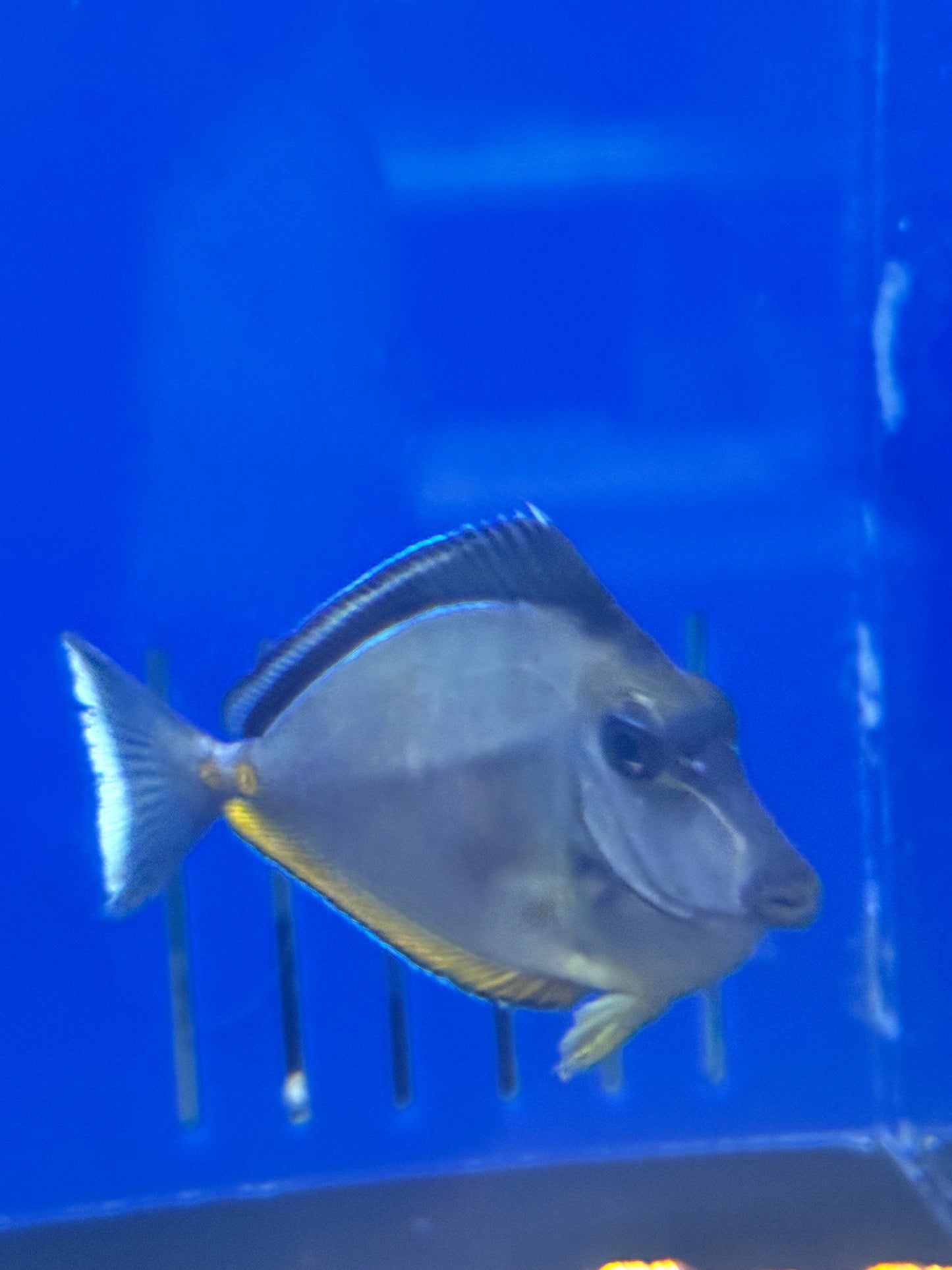 Naso Tang