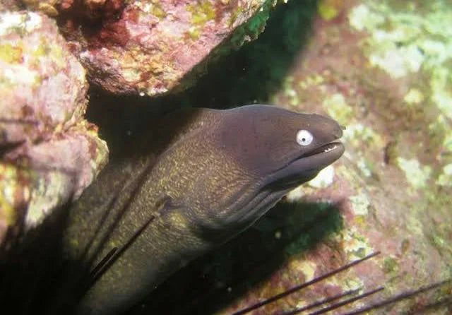 Eel, White Eye Moray