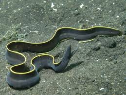 Eel, Black Ribbon