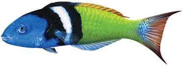 Wrasse, Bluehead
