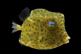 Cowfish, Boston Bean