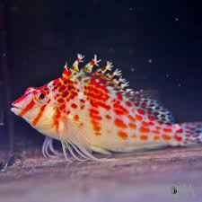 Hawkfish, Falco