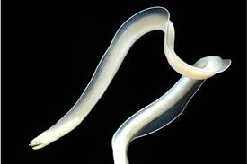 Eel, Ghost Ribbon