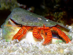 Crab, Halloween Hermit
