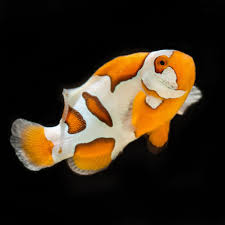 Clownfish, Helmet Picasso