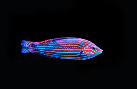 Wrasse, Melanarus