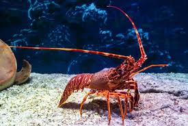 Lobster, Orange Spiny
