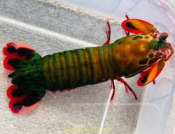 Shrimp, Peacock Mantis