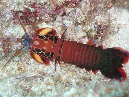Shrimp, Peacock Mantis