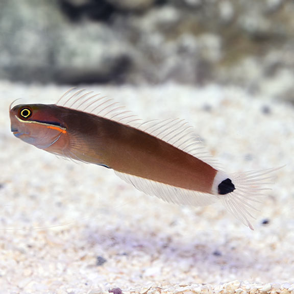 Blenny, Tailspot