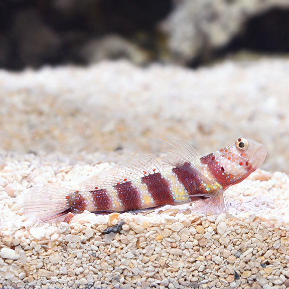 Goby, Wheeleri Shrimp