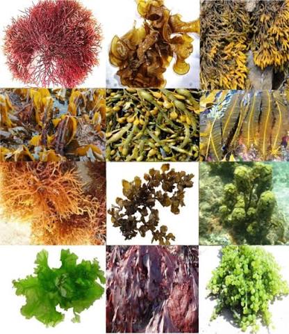 Macroalgae