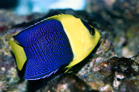 Angelfish, Bicolor