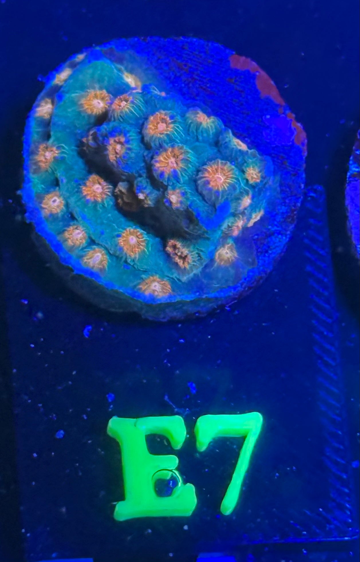 E07 - Cyphastrea