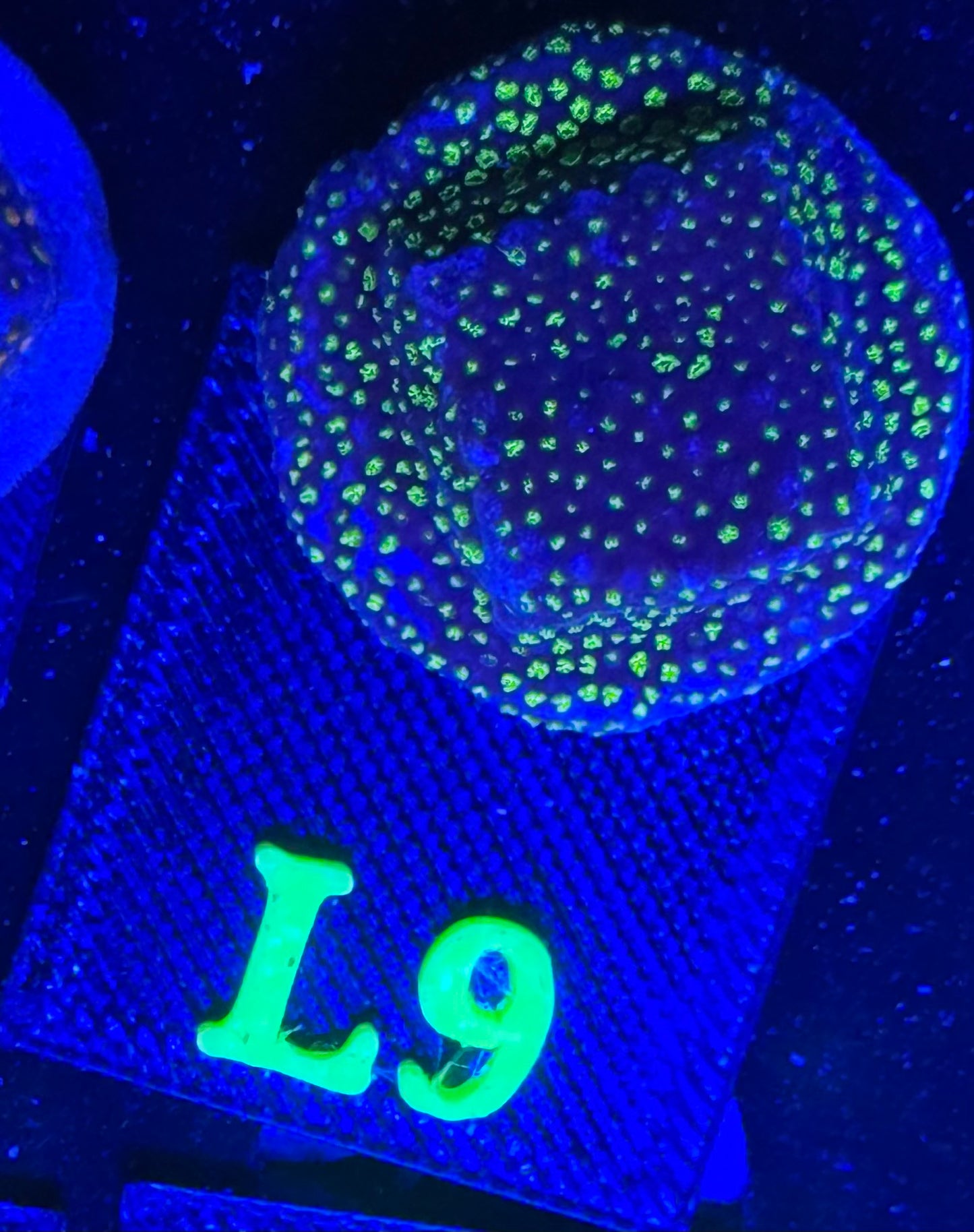 L09
