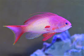 Anthias, Lyre Tail (male)