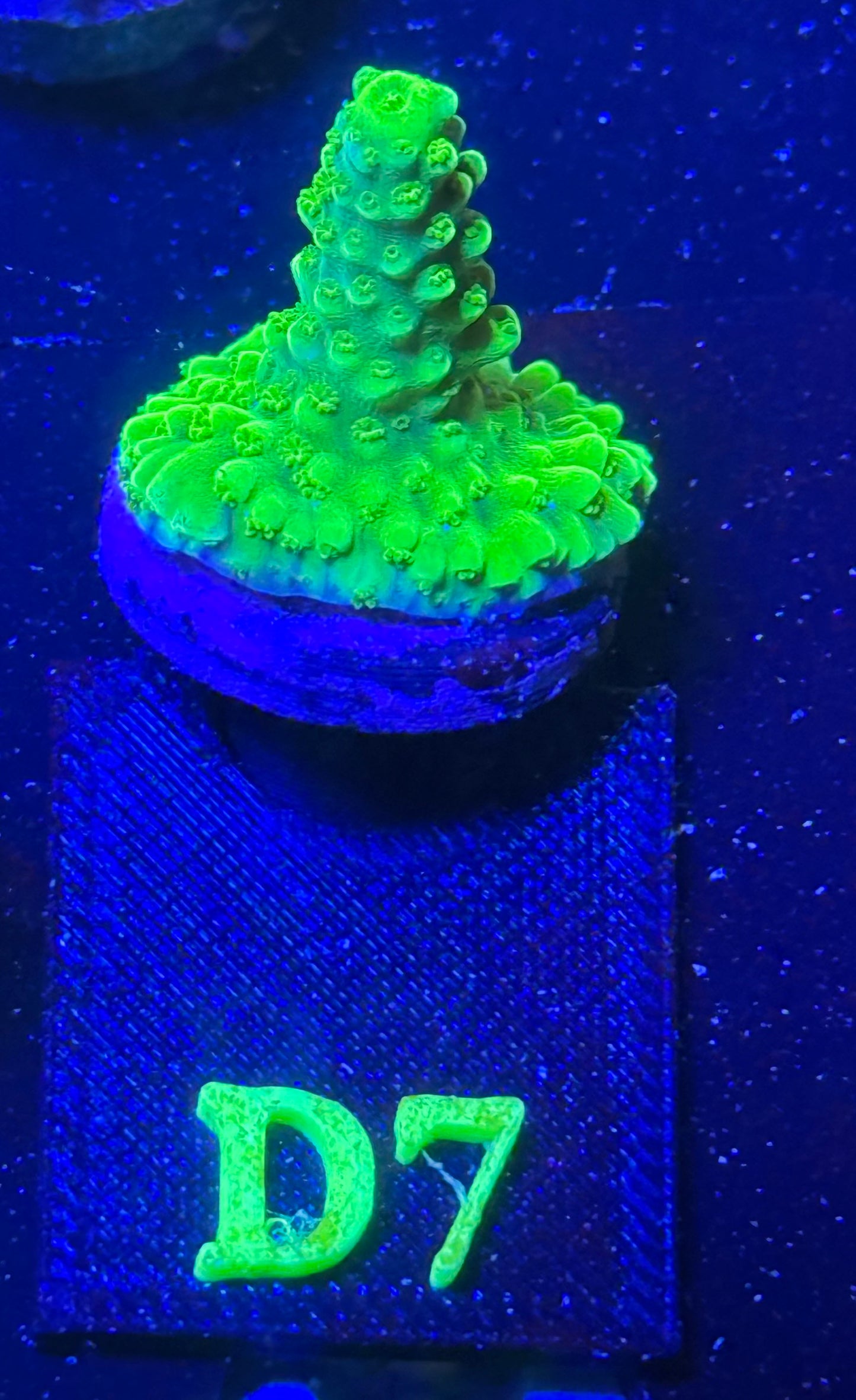 D07