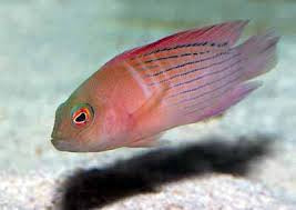Grouper, Dampiera