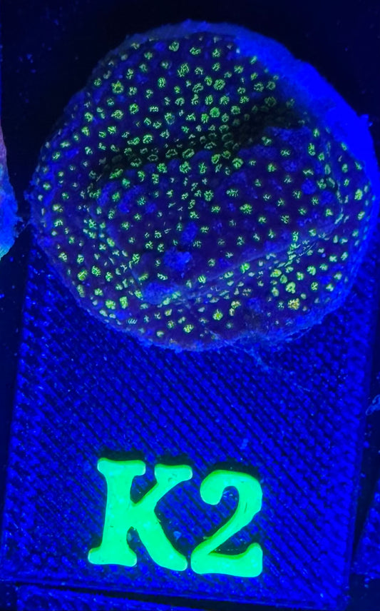 K02
