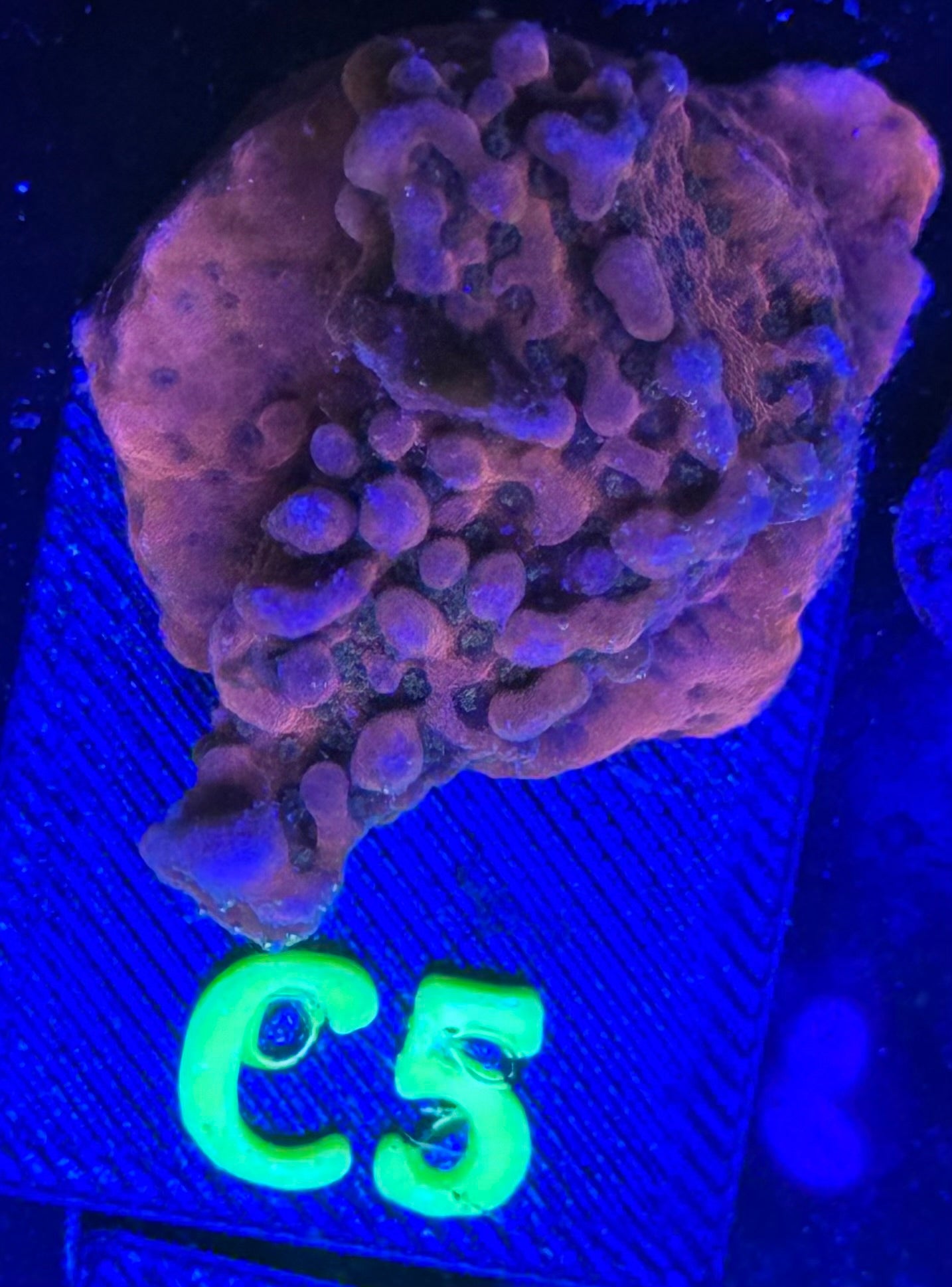 C05
