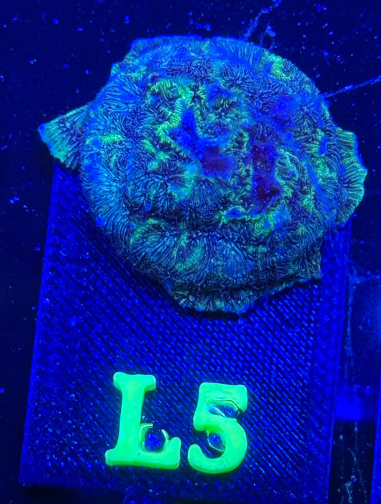 L05