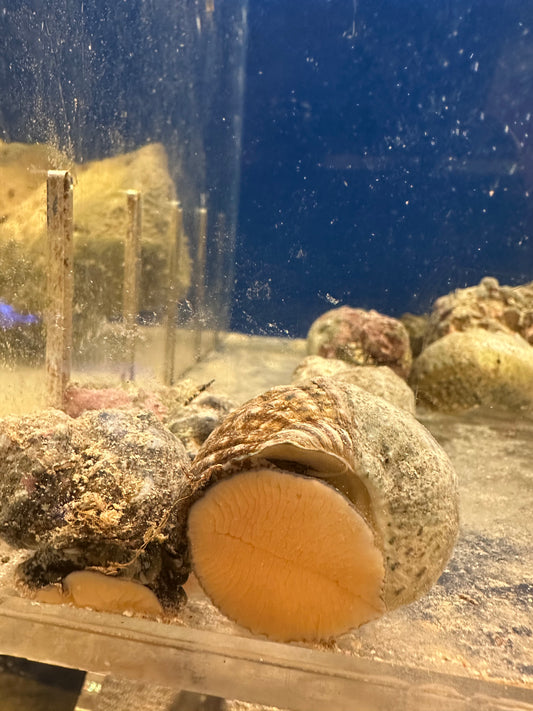 Snail, Mexican Turbo