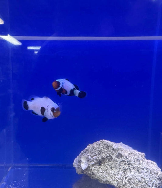 Clownfish, Black Ice
