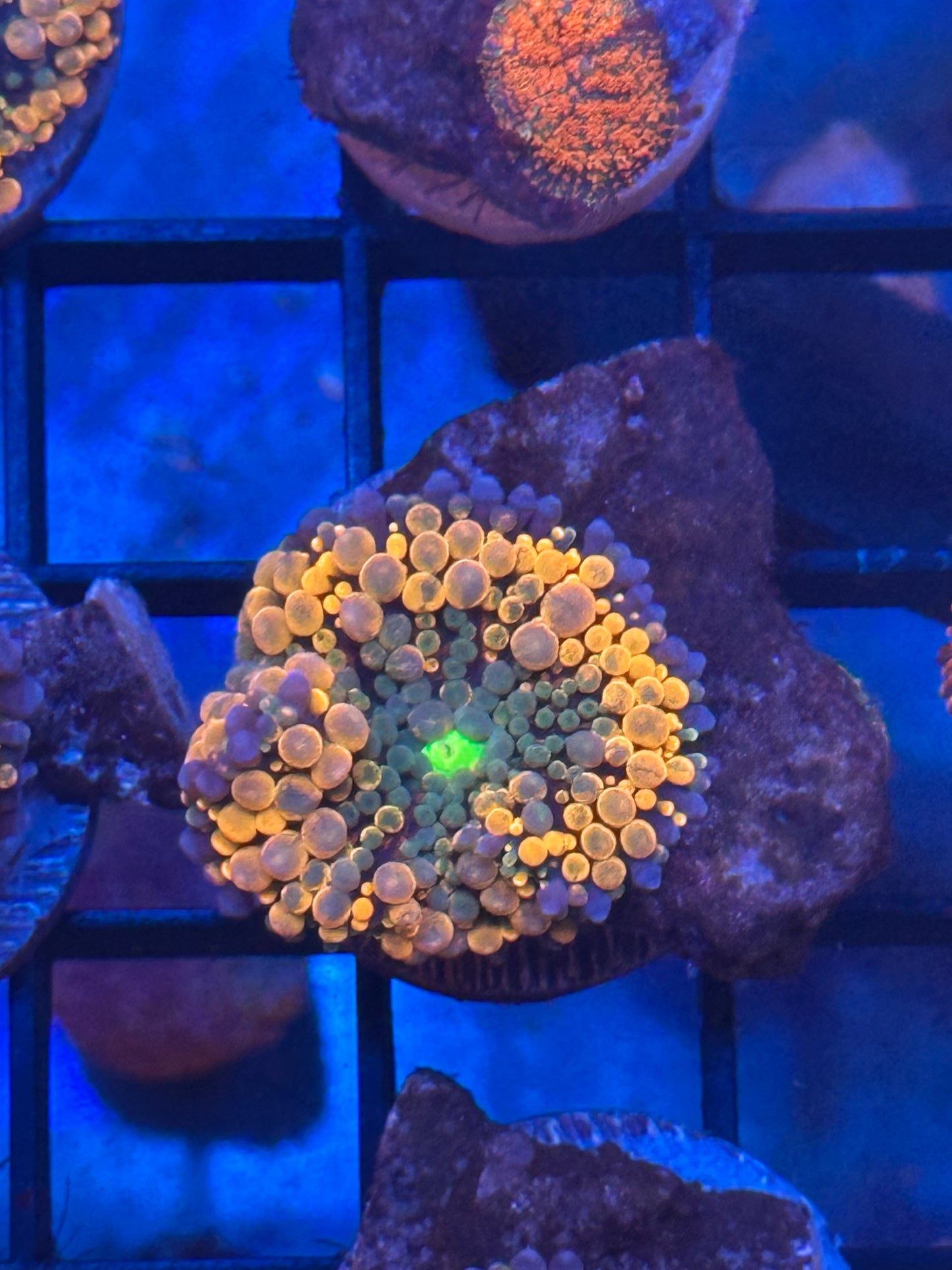 Ultra Orange Yuma Mushroom