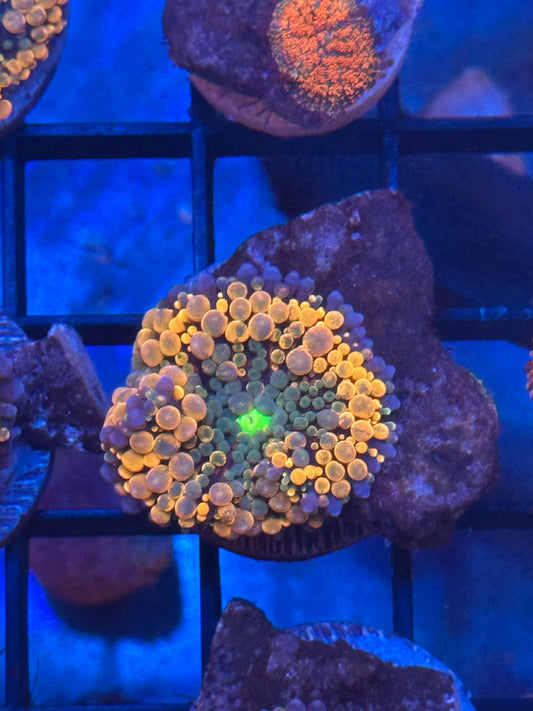 Ultra Orange Yuma Mushroom