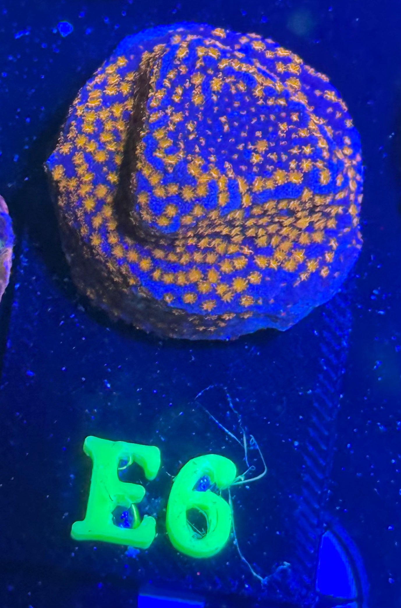 E06 - Hellfire Montipora