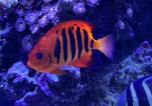 Angelfish, Flame