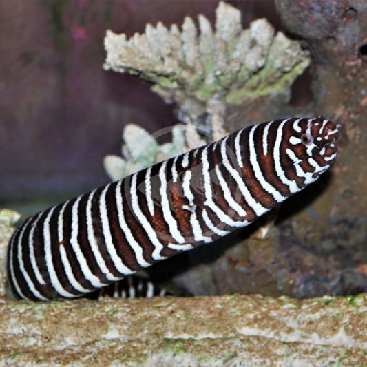 Eel, Zebra