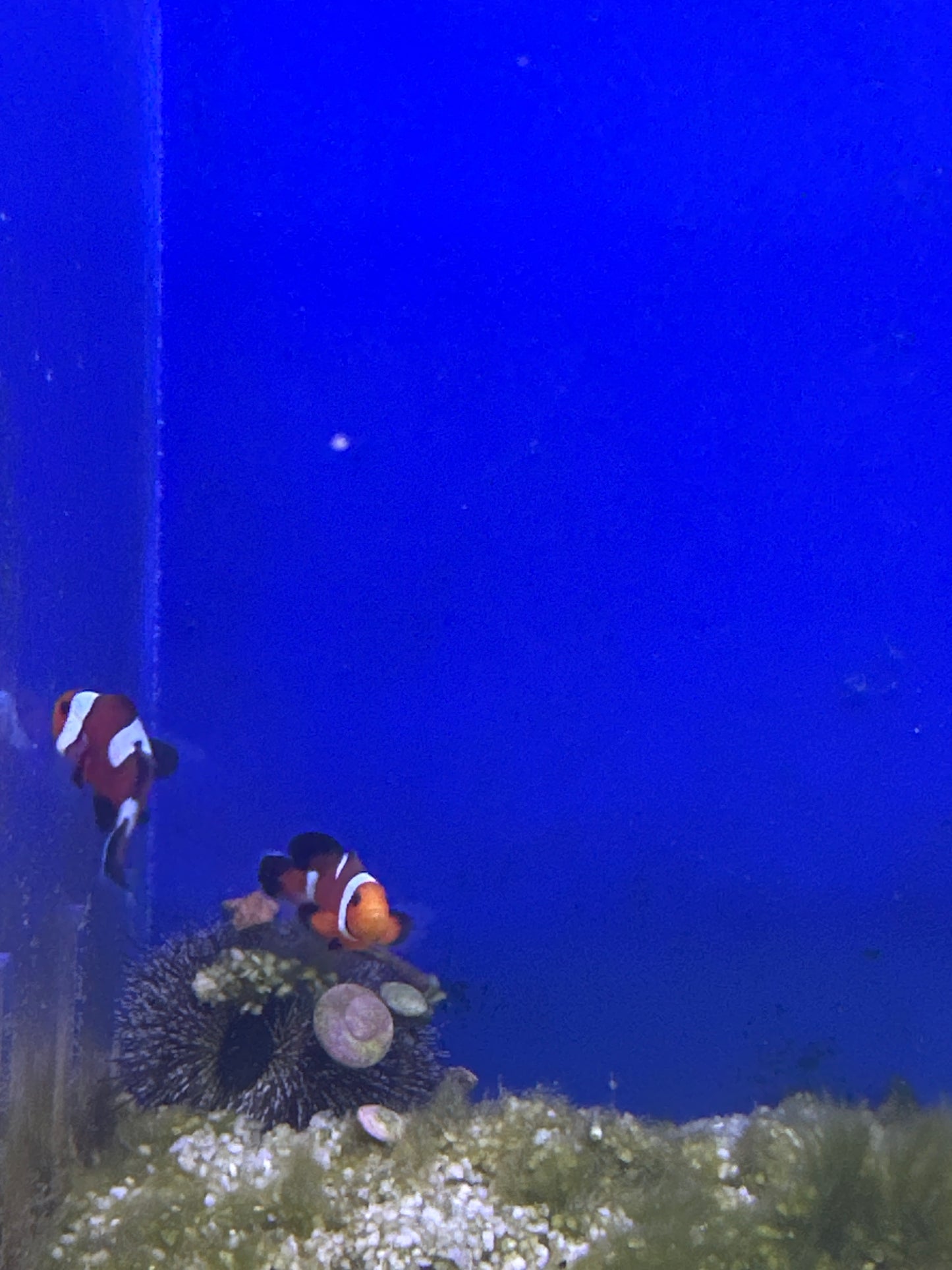 Clownfish, Longfin Misbar Ocellaris
