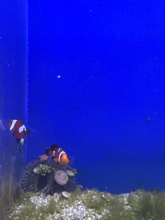 Clownfish, Longfin Misbar Ocellaris