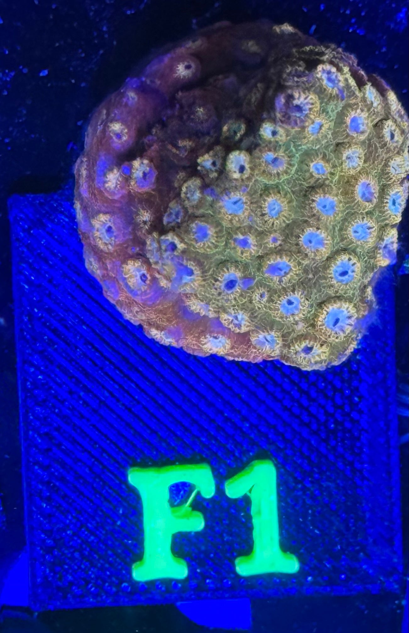 F01 - Circuit Breaker Cyphastrea