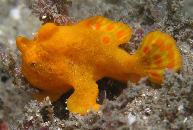 Angler, Painted (Eastern Asia)