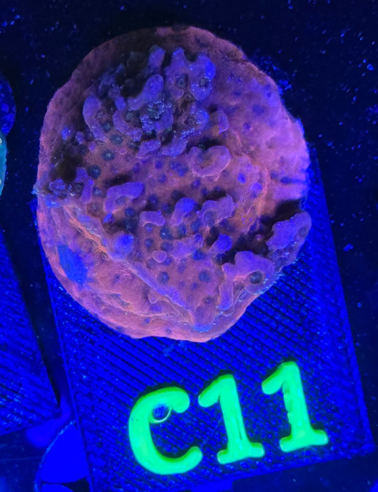 C11