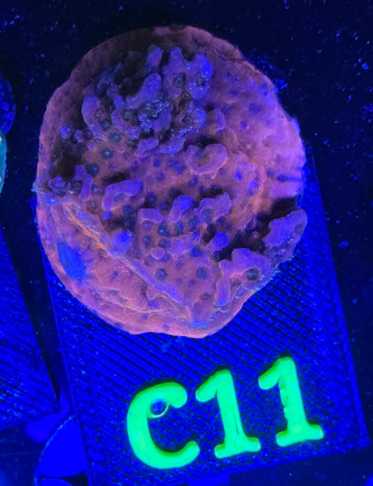 C11