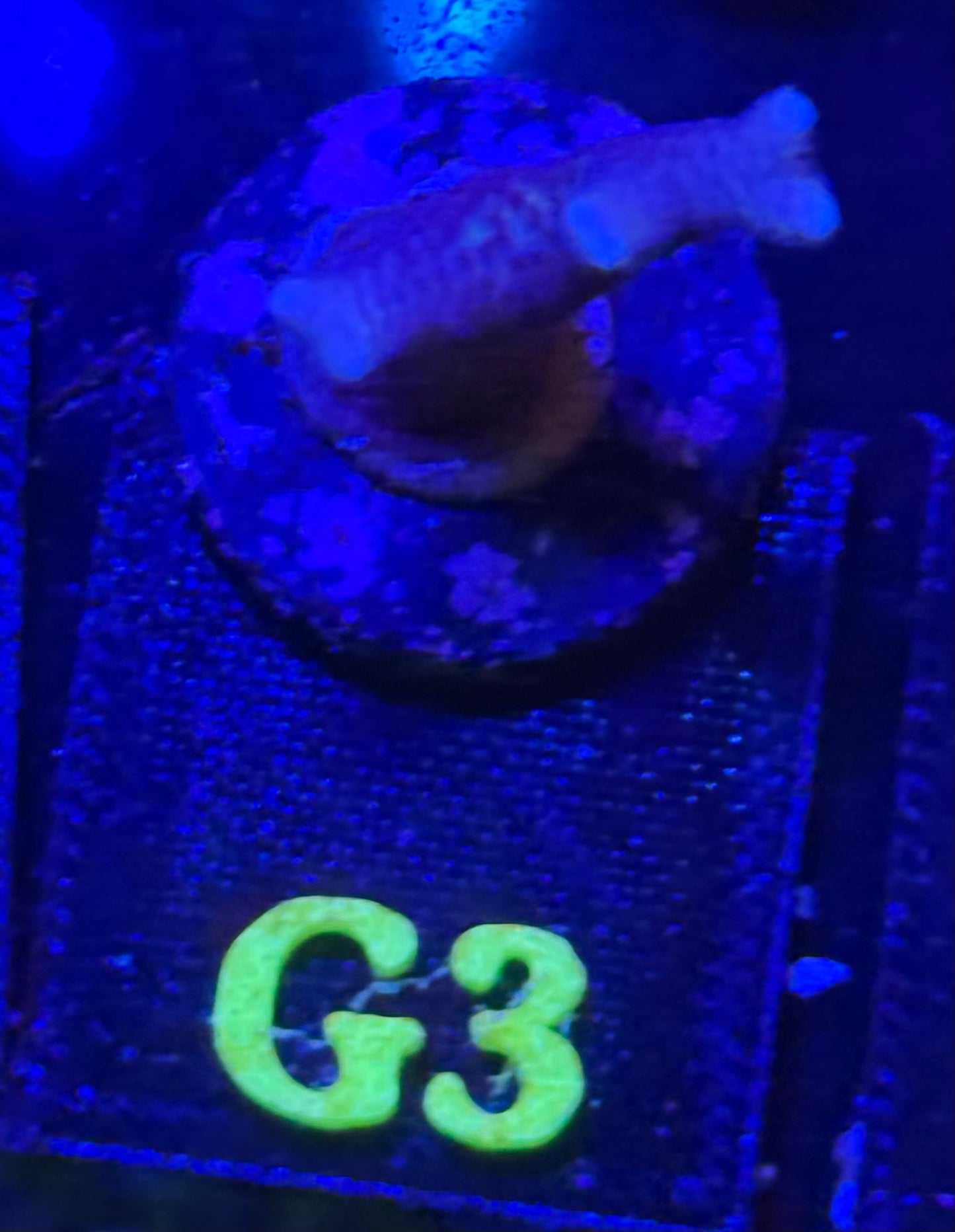 G03