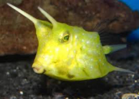 Cowfish, Longhorn