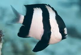 Damselfish, 3 striped