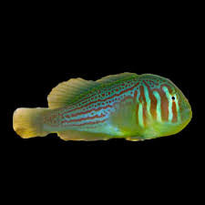 Goby, Pink & Green Clown