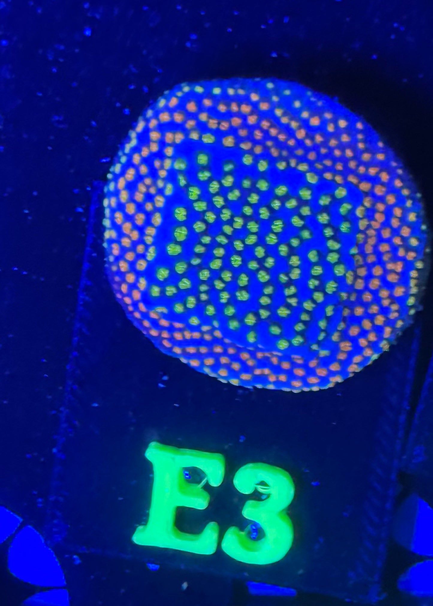 E03 - Rainbow Montipora