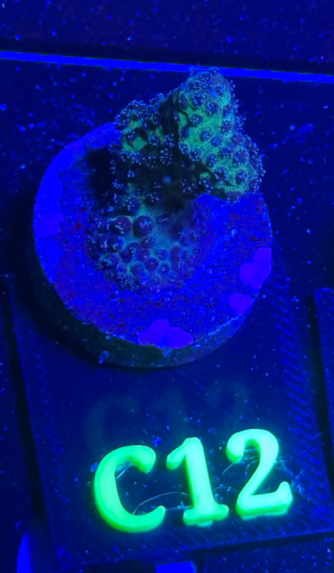 C12